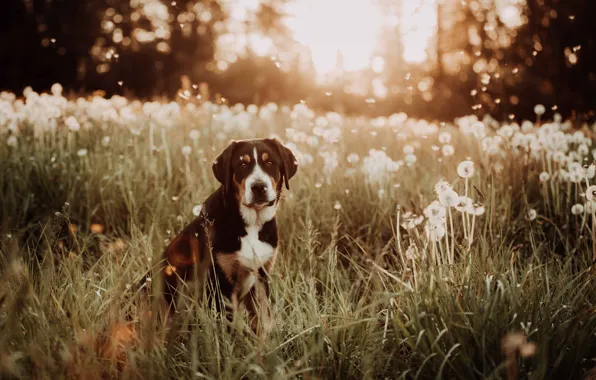 Look, light, flowers, nature, glade, dog, spring, meadow