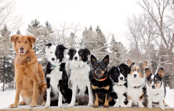 Picture dogs, rank, The border collie, Welsh Corgi, friends and comrades