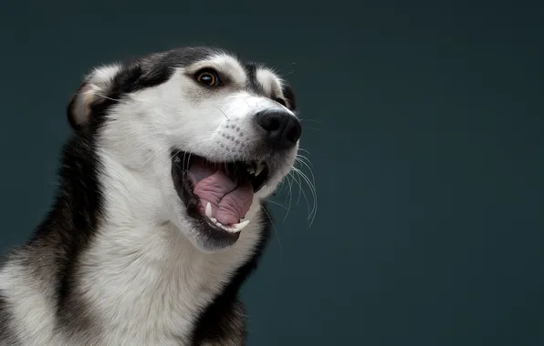 Picture face, background, dog, mouth, Svetlana Pisareva