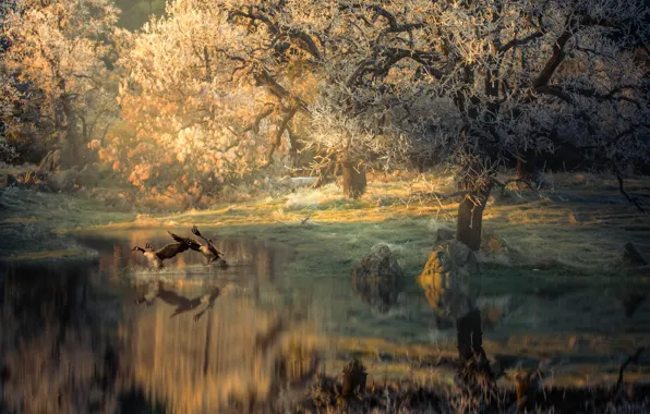 Trees, nature, stones, bird, duck, morning, pond, Thai Phung