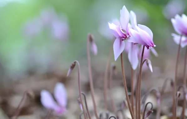 Macro, pink, cyclamen