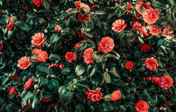 Leaves, flowers, branches, Bush, red, orange, flowering, a lot