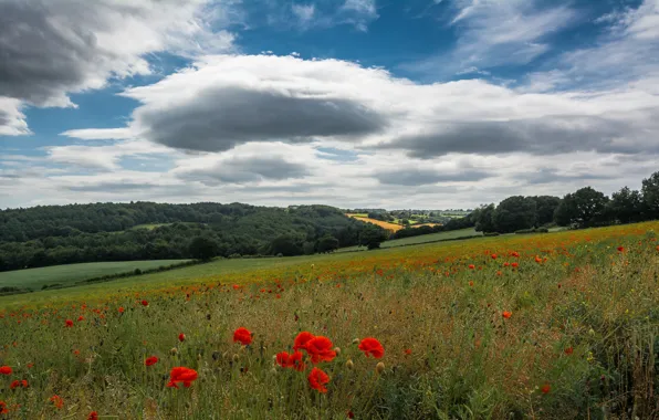 Field, summer, flowers, hills, Maki, slope, the forest, poppy field