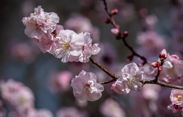 Light, flowers, branch, spring, Sakura, pink, flowering
