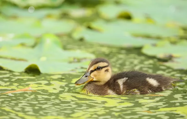 Duck, chick, pond, duck