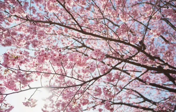 Picture the sun, branches, cherry, tree, spring, Sakura