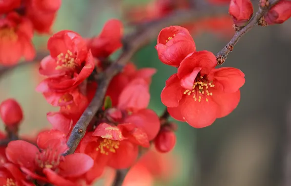 Flowers, branches, branch, spring, red, flowering, bokeh, quince