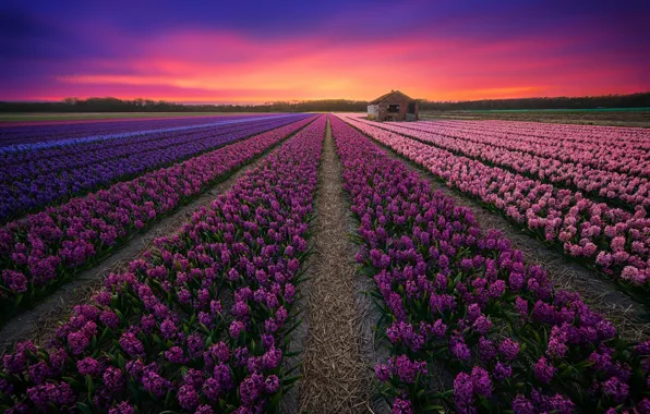 Field, sunset, lavender