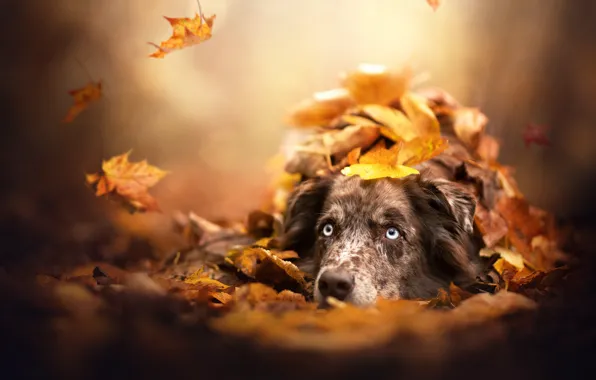 Autumn, face, leaves, dog, bokeh, Australian shepherd, Aussie