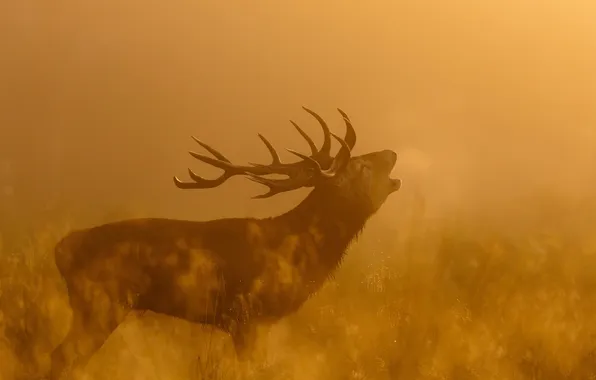 Autumn, light, deer, horns, profile, call