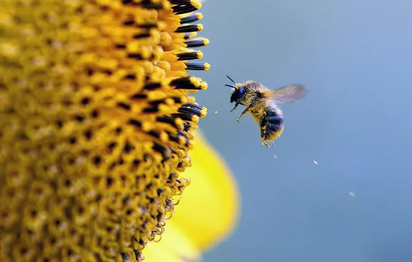 Flower, the sky, bee, pollen