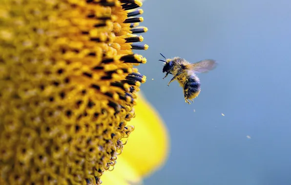 The sky, flowers, bee, pollen
