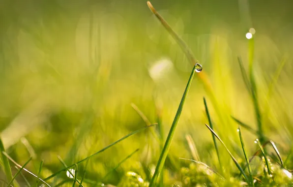 Grass, drops, macro