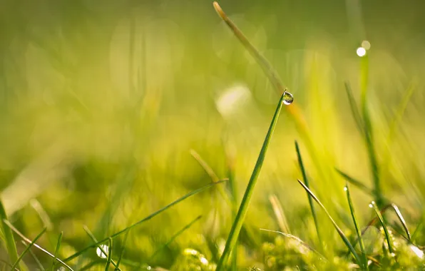 Picture grass, macro, drop