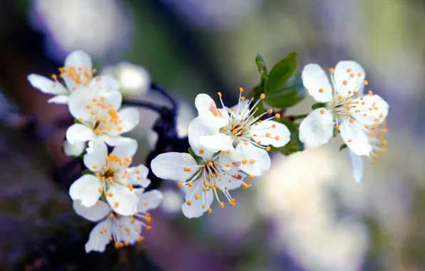 Macro, flowers, cherry, tree, branch, spring, petals, white