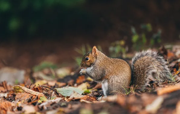 Picture autumn, leaves, fluffy, protein