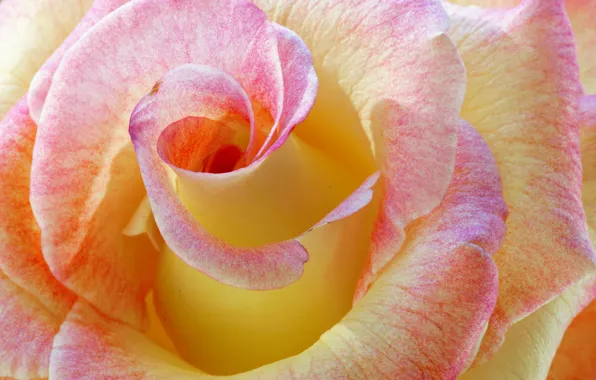 Picture flower, macro, rose, color