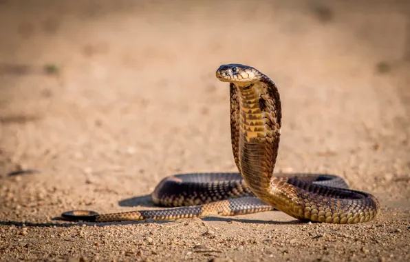 Snake, Cobra, position, before the attack