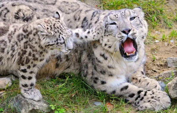 Nature, predators, teeth, family, mouth, beautiful, play, Leopards