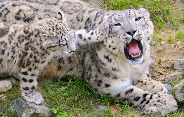 Picture nature, predators, teeth, family, mouth, beautiful, play, Leopards