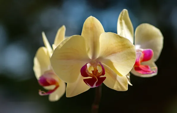 Macro, Orchid, falinopsis