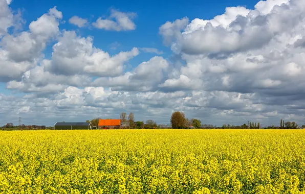 Field, the sky, clouds, house, rape