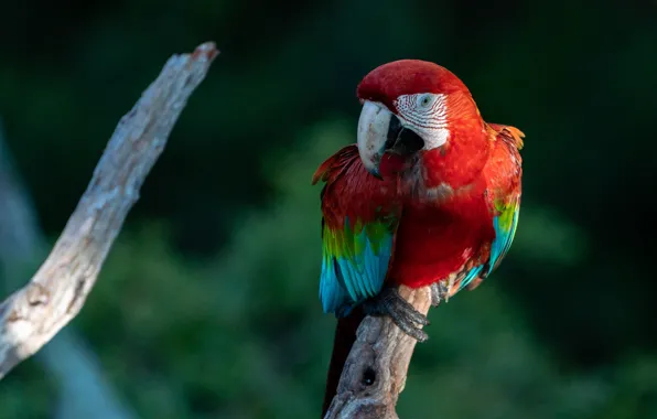 Bird, parrot, green background, bitches, Ara