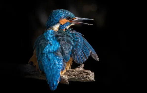 Picture bird, branch, Kingfisher, birds of the world