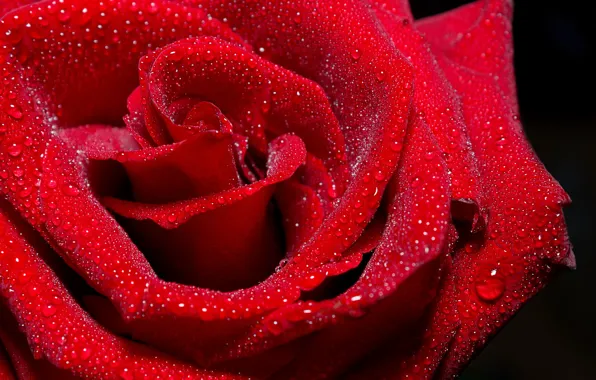 Drops, red, rose, red rose, red rose, rad, drops on a rose