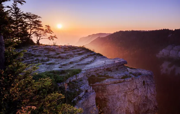 Picture forest, the sun, trees, branches, fog, open, rocks, dawn