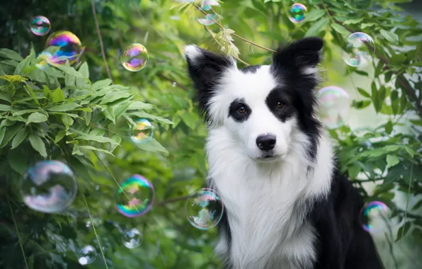 Look, bubbles, each, dog, The border collie