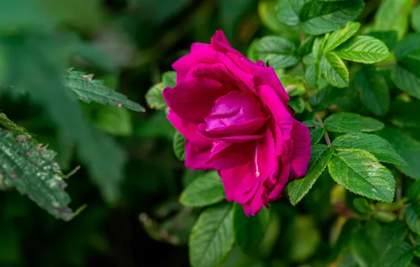 Flower, leaves, branches, pink, rose, briar, lilac