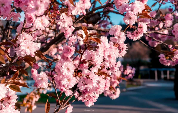 Flowers, branches, Park, tree, beauty, spring, pink, flowering