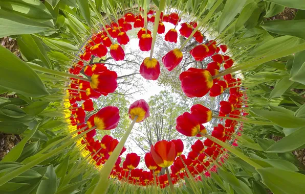 Greens, leaves, light, trees, flowers, branches, Park, bright