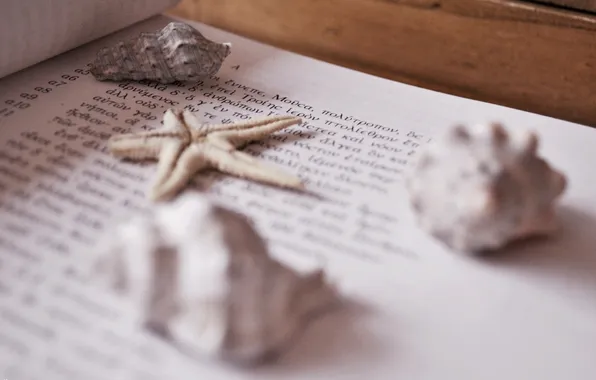 Macro, text, letters, star, shell, sea