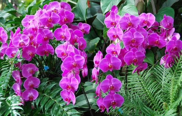 Leaves, orchids, exotic