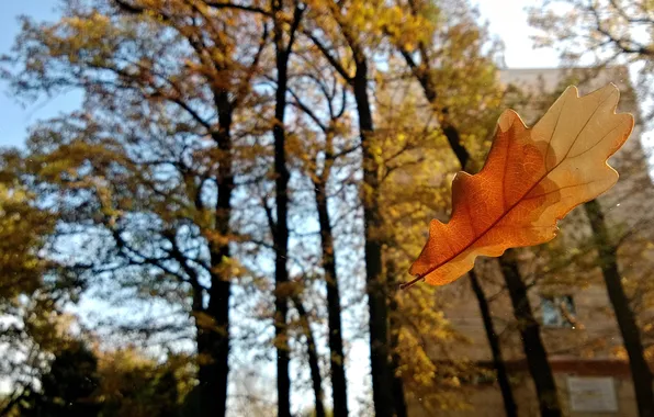 Autumn, macro, sheet, oak