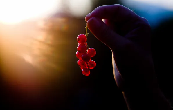 Picture light, hand, currants