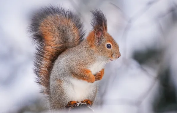 Picture background, protein, squirrel