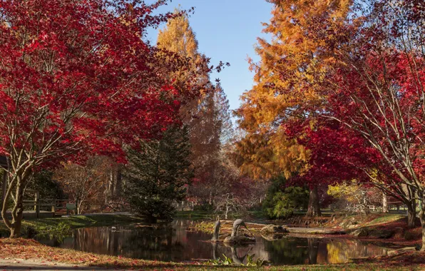 Picture autumn, trees, pond, Gibbs Gardens