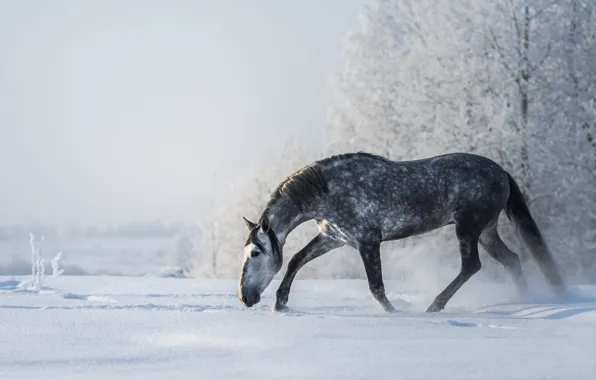 Winter, frost, field, forest, the sky, snow, traces, nature