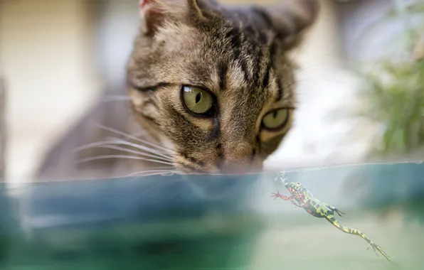 Cat, cat, look, face, water, close-up, grey, background