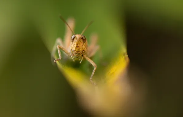 Greens, nature, grasshopper