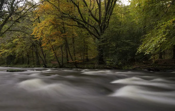 Picture autumn, forest, trees, river, stream