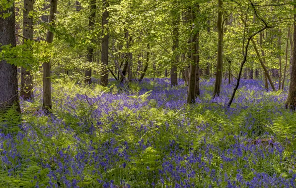 Picture greens, forest, trees, flowers, branches, thickets, glade, foliage