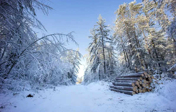 Picture winter, forest, wood