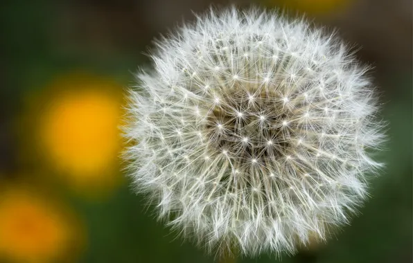 Background, dandelion, plant