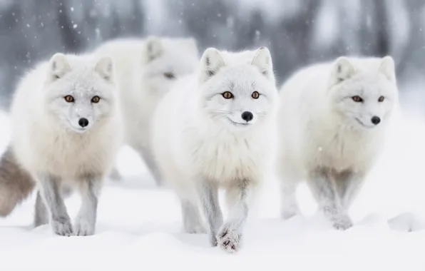 Winter, snow, nature, the snow, walk, company, trio, snowfall