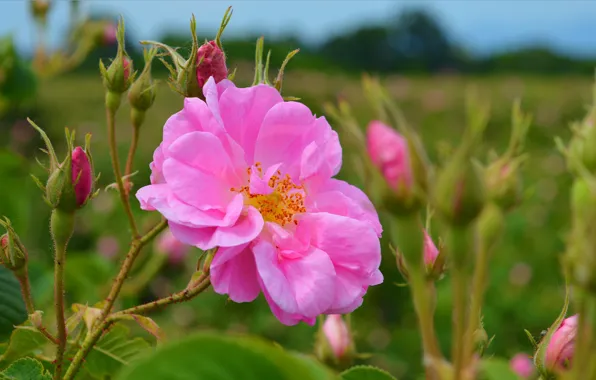 Buds, Nature, Pink rose, Pink rose