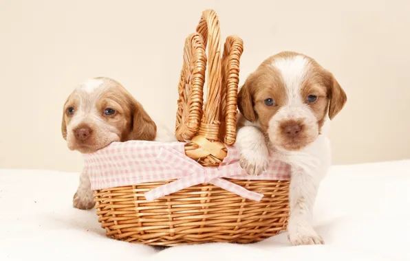 Picture basket, puppies, kids